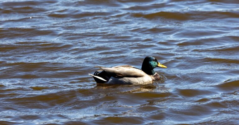 UGA Study finds waterfowl movement patterns may shape bird flu spread