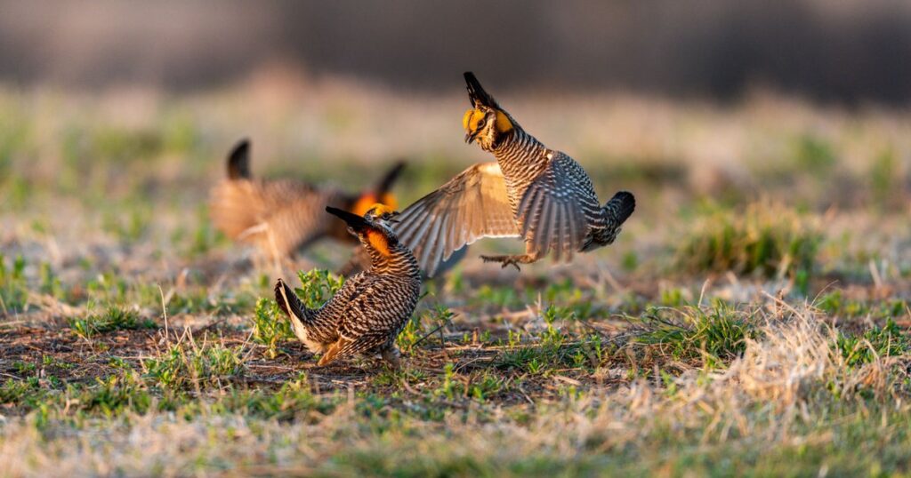 Nebraska species the focus of multi-state study to bolster its prairie population