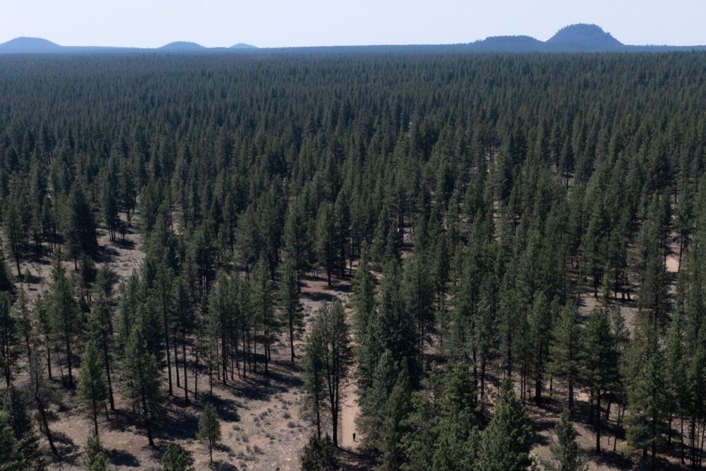 Aerial view of a dense pine forest stretching to the horizon with distant hills under a clear sky.