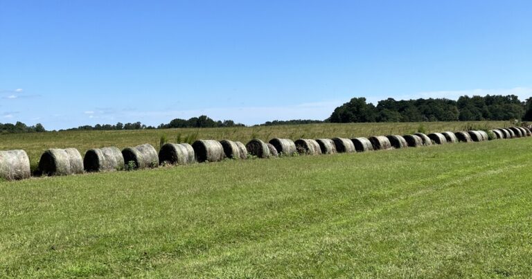 UGA awarded $8.8 million to lead Southeast farm conservation and water restoration effort