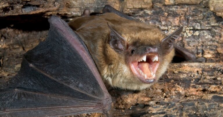 Bat infestation leads to rabies scare in off-campus student housing units