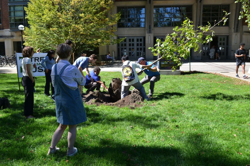 Several people plant a tree on a sunny day
