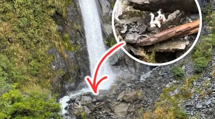 Lost For A Week In The Wild, Loyal Dog Molly Is Miraculously Found