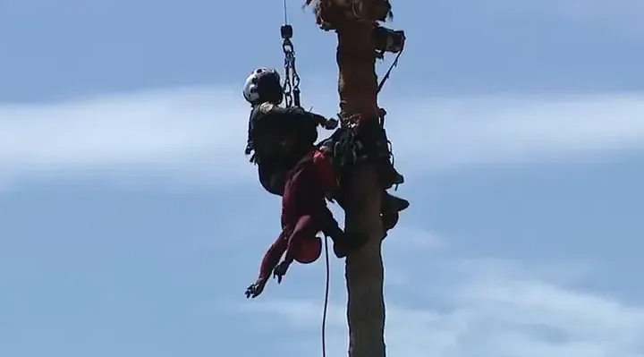 Dramatic Helicopter Rescue Saves Worker Dangling 75 Feet Up In Palm Tree