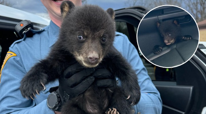 Tiny Bear Cub Rescued From Highway Ditch By New Jersey Troopers
