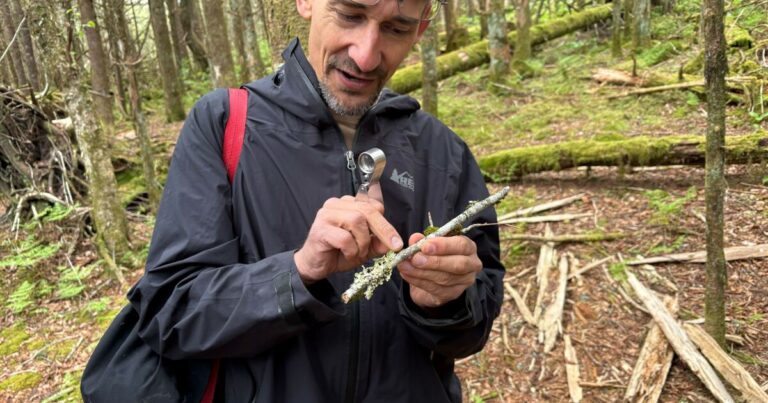 In the Smokies, volunteer scientists document species old and new