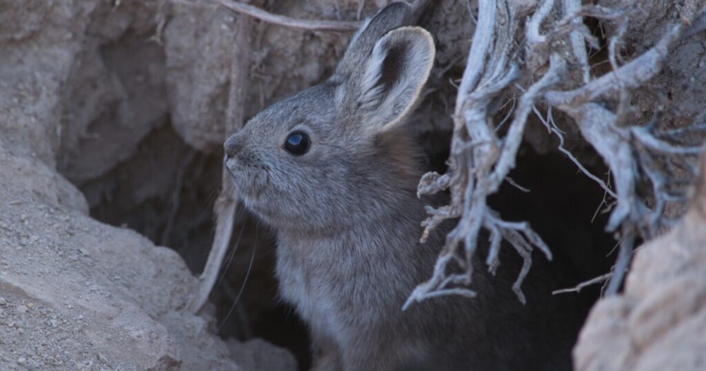 As sagebrush shrinks in the West, conservation groups push for pygmy rabbit protections