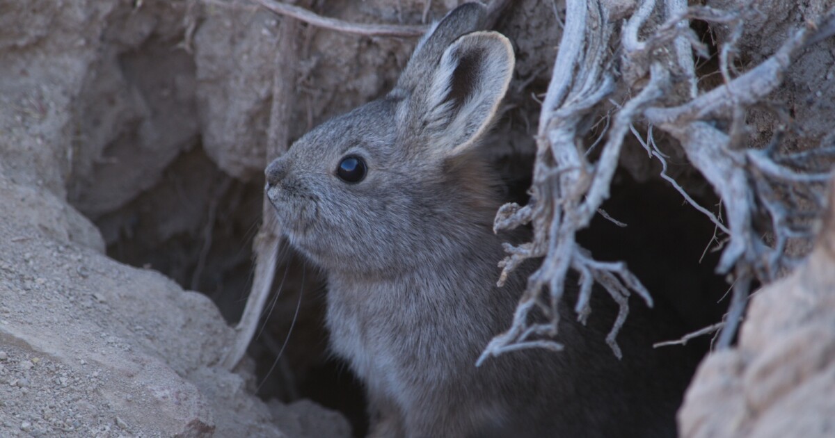 Conservation Groups Sue to Protect Pygmy Rabbit Under Endangered Act ...