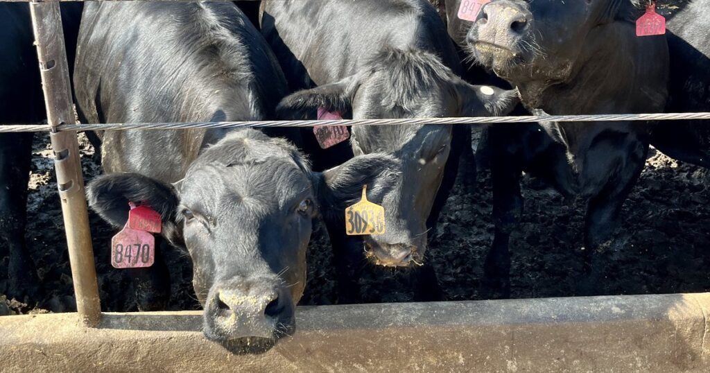 Warm spring means early arrival, longer season for Nebraska cattle pest