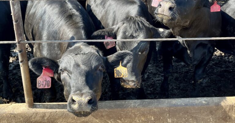 Warm spring means early arrival, longer season for Nebraska cattle pest