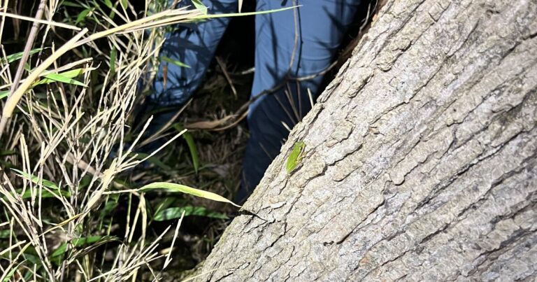 Local land trust hosts frog walk in Northeast Georgia wetland