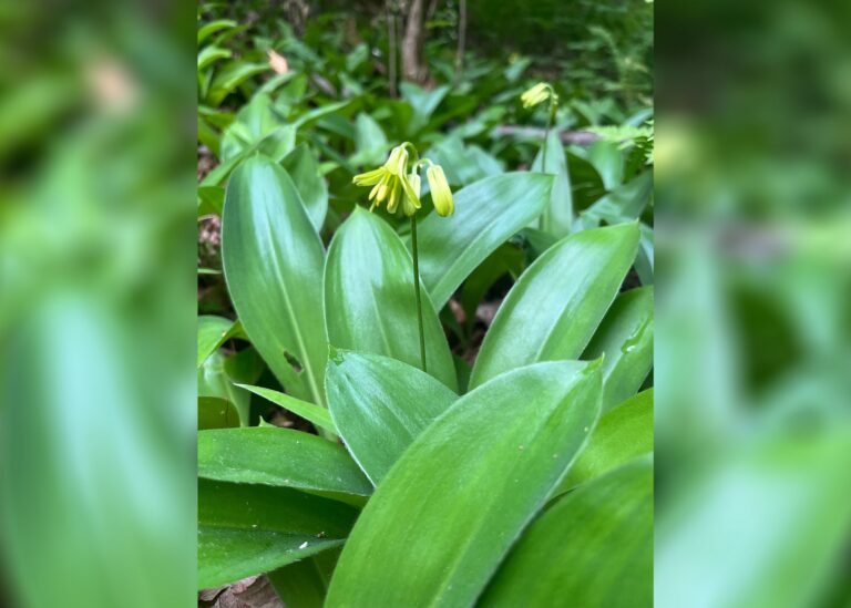 Close-up of green leaves and yellow flower buds in a forest setting, with blurred background vegetation.