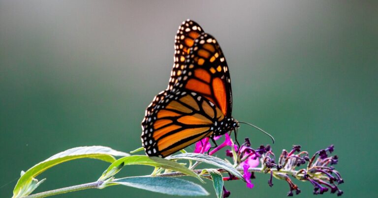 A Few Minutes With Sonia Altizer, UGA monarch butterfly researcher