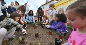Madilyn Simonovich, 8, plants a pepper plant.