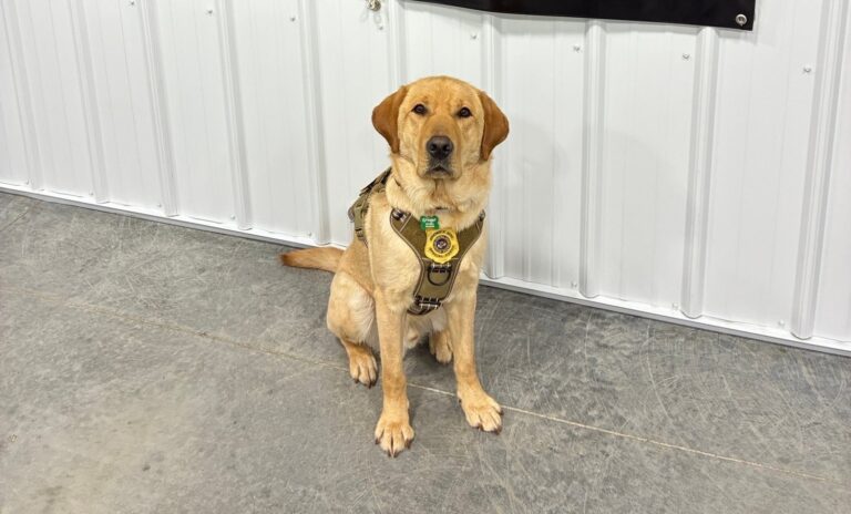 A black police dog with a vest stands on a blue bucket with its front paws, next to a handler holding its leash indoors.