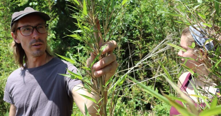 Adam Griffith of the Eastern Band of Cherokee Indian Cooperative Extension helps a crew plant rivercane along the Cane Creek in Fairview.