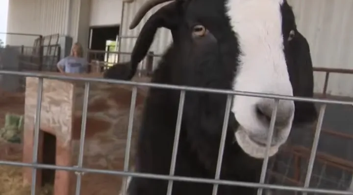 Two Goats Help Rescuers Find Family Trapped Beneath Tornado Debris