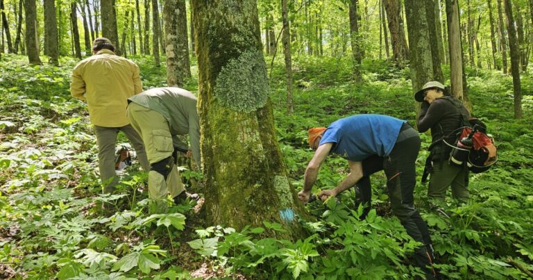 Blue Ridge ash trees are showing signs of resilience thanks to a decade’s long fight against a major parasite