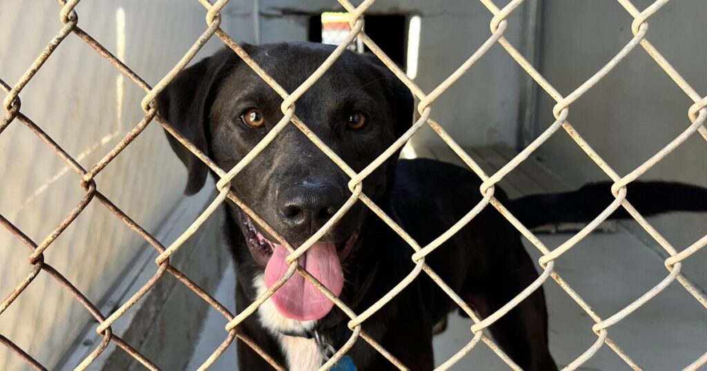 ACC Animal Services to hold short-term dog foster program