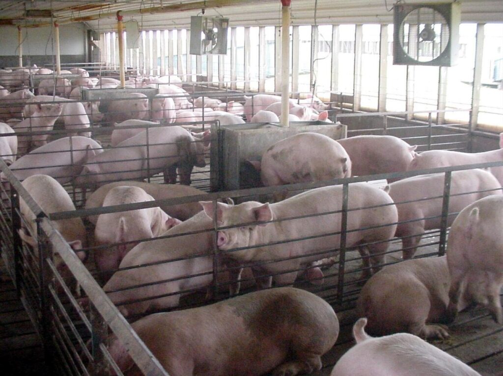 A confined swine feeding operation is shown in this photo. Congress is once again taking aim at state animal welfare laws regarding livestock confinement. (Photo by Kent Becker/U.S. Geological Survey)