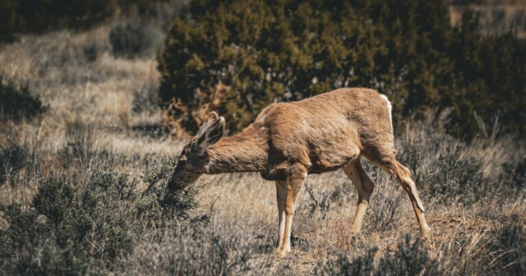 Severe drought shrinks habitat for Mountain West deer, bears and cougars, study finds