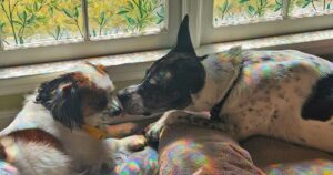 Athens specialists work to destigmatize pet grief