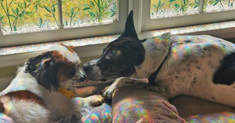 Athens specialists work to destigmatize pet grief