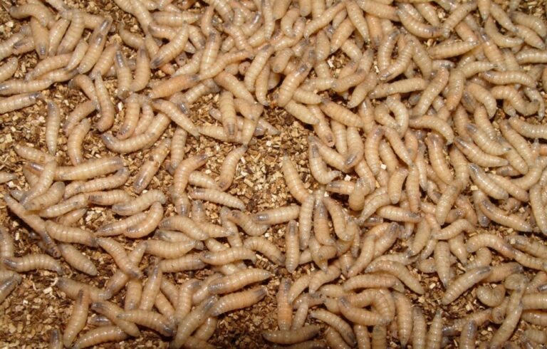 Larvae hatch from New World screwworm eggs within about 24 hours before burrowing into the infested animal’s wound to feed on living flesh. (Photo courtesy of USDA)