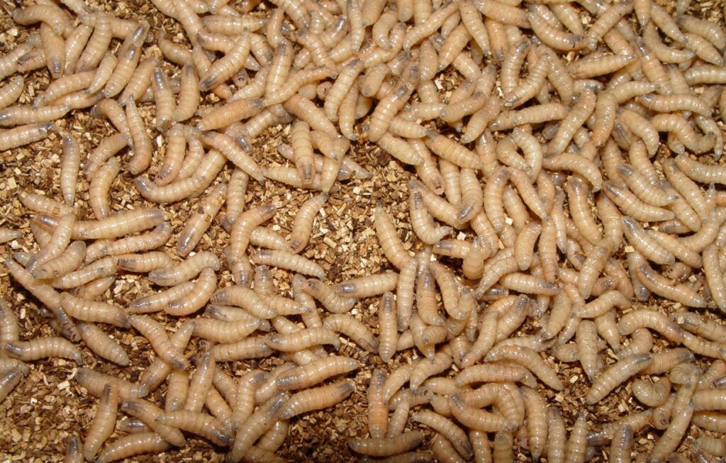 Larvae hatch from New World screwworm eggs within about 24 hours before burrowing into the infested animal’s wound to feed on living flesh. (Photo courtesy of USDA)
