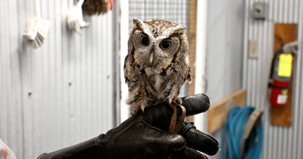 At Fontenelle Forest, a refuge gives injured raptors a second chance at life
