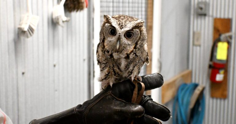 At Fontenelle Forest, a refuge gives injured raptors a second chance at life