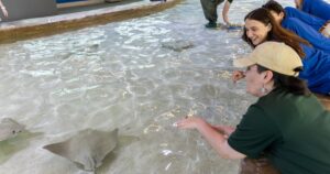 Stingray Beach reopens at Omaha's Henry Doorly Zoo after renovations