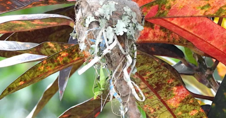Nests of a (i) common blackbird containing black plastic string, (ii) blue tit containing stuffing materials, (iii) white stork containing cardboard paper, plastic string, and foil, and (iv) Caspian gull also containing aluminum foil and plastic string.