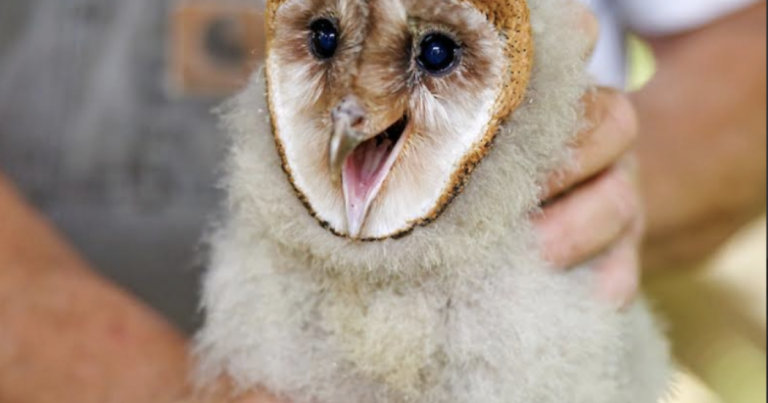 N.C. 'Owl-Cam' draws worldwide attention