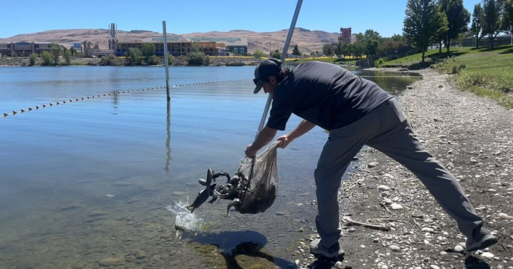 Kris Urquhart with NDOW holds a fish in front of a truck. He is smiling as he looks at the fish.
