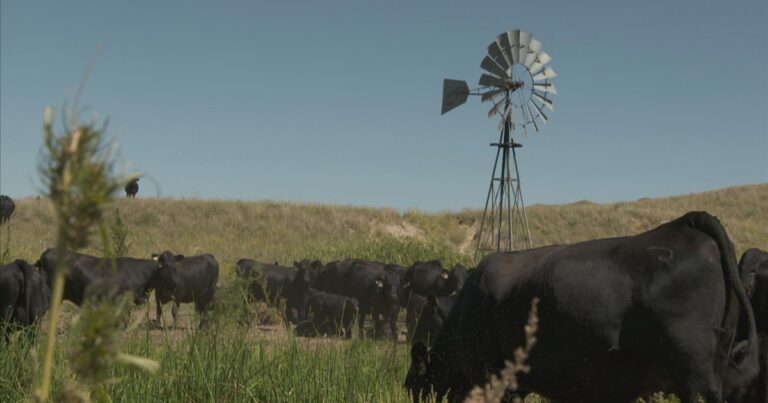 Nebraska's programs to recruit rural veterinarians are off to a slow start