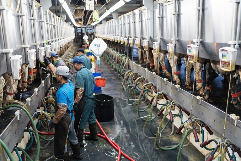 Workers operate in a modern dairy facility, attaching milking machines to cows lined up in stalls on both sides of a central aisle.