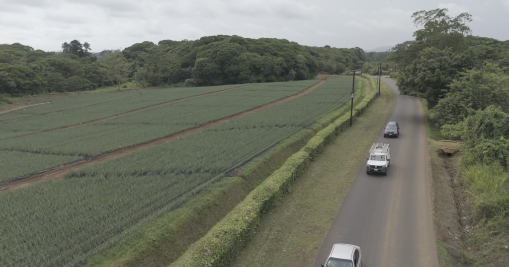 A large truck filled with pineapples on a busy road. Other cars are near it.