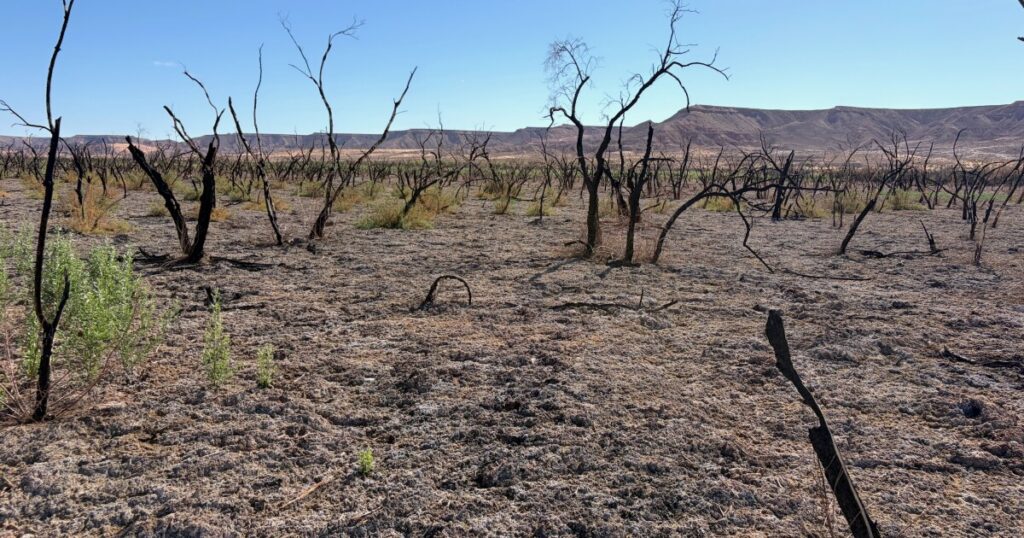BLM botanist Lilly Setters, left, is crouching near tall, green invasive weeds at a burn scar. Conservationist Adria Surovy stands next to her and looks on. The sky is blue with wispy clouds.