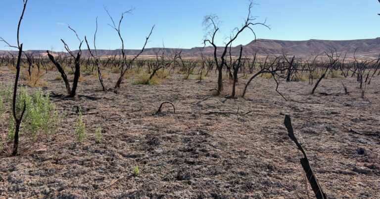 BLM botanist Lilly Setters, left, is crouching near tall, green invasive weeds at a burn scar. Conservationist Adria Surovy stands next to her and looks on. The sky is blue with wispy clouds.