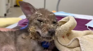 A Baby Coyote Was Covered Head to Toe in Cactus Spines. Then Rescuers Stepped In