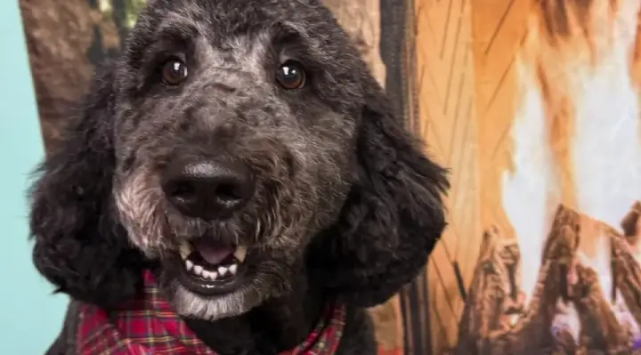 Dog Refuses to Stop Barking and Saves Owner's Life Moments Before Home Goes Up in Flames