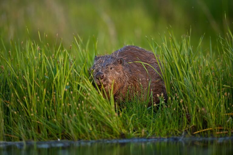 How beavers solved a flooding problem in west London