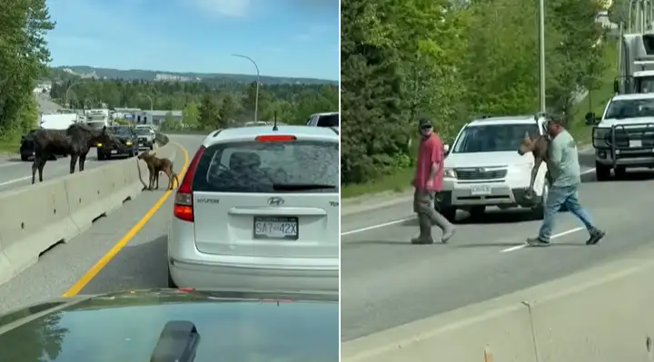 Man Carries Stranded Moose Calf Across Busy Highway to Reunite It With Its Mother