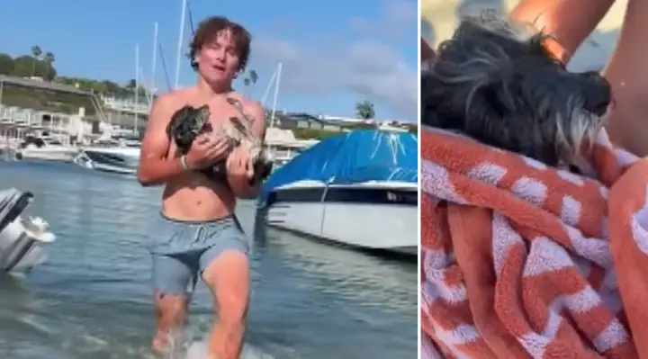 Teen Leaps Into Harbor to Save Exhausted Dog, Then Helps Reunite Him With His Family