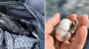 Woman Who Helped Rescue an Injured Crow Is Now Receiving Unexpected Gifts From the Sky