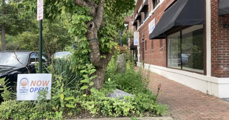 As Biltmore Village sidewalk repair project moves ahead, fate of five-dozen trees is in question