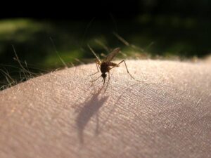 Mosquito on skin.