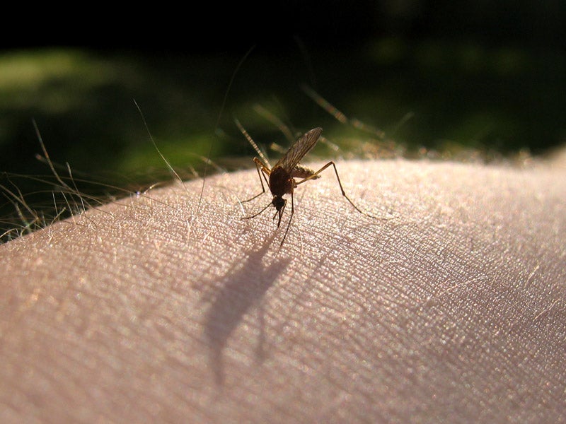 Mosquito on skin.