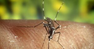 Jamestown Canyon Virus Detected in Lincoln Mosquitoes Stay Vigilant - Common Good News Jamestown Canyon virus detected in Lincoln mosquitoes